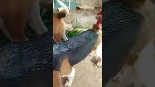 rem&eacute;dio para sarna