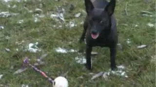 Kiki die Kleene... verr&uuml;ckter Minihund... Autor Mario Kraft Julius Knieriem auf dem Weg nach Jam