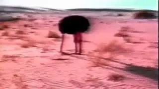 Ostrich - Head in the sand