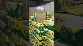 Export quality lemon 30mm+ contact 8088463995