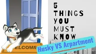 Can Huskies live in apartments??