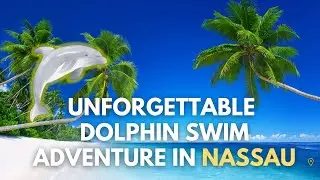 Unforgettable Dolphin Swim Adventure in Nassau, Bahamas