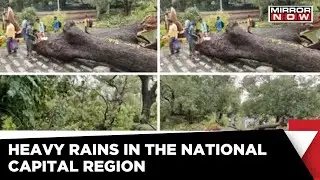 Rain, Thunderstorm Batter Delhi-NCR | Delhi Weather | Latest English News | IMD | Mirror Now