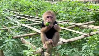 Baby Monkey Kaki Visits the Pomelo Garden with Dad for the First Time &ndash; A Shocking Incident Occurs!