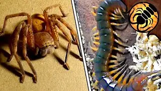 LOTS of Centipedes and Spiders UNBOXING