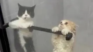 Crazy Jumping Cats in SHOWER