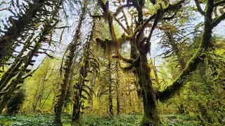 Hoh River Trail to 5 Mile Island - Hoh Rainforest - Olympic National Park