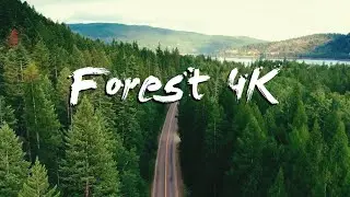 Forest 4K🌳European Nature Relaxation -Peacefuul Relaxing Music-4K video
