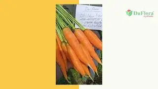RESEARCH CARROT DF-NEW NANTES