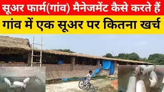 सूअर फार्म (छोटे किसान)मेनेजमेंट कैसे करें | गांव में सूअर की देखभाल कैसे करें 🤑🤑