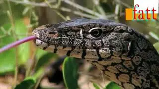 Lizard vs leopard