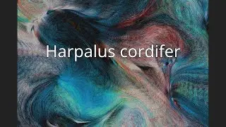 Harpalus cordifer