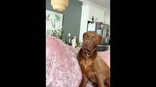The dog's expression is so funny and dramatic #dog #fypシ #doglover #puppy #foryou #funnydog #usa