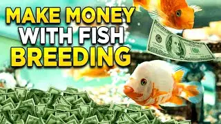 How to Make Money Breeding Fish