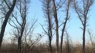 This is an incredible blue sky.  Це неймовірне блакитне небо #nature  #forest