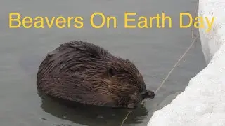 Beaver Family On Earth Day 2022 &hellip; Watch Mr. Beaver Climb Some Big Rocks