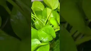 Money plant ko kaanch ke jar mein lagaye#plants #shortvideo #garden