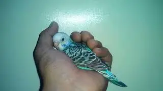 آموزش دستی کردن جوجه مرغ عشق