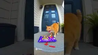 😂😂 #ai #funny #viral #memes  #cat