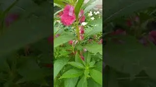 Роза и Бальзамин -прекрасная парочка! Rose and Balsam -lovely couple!