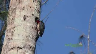Carpintero lleva alimento al nido (Puerto Rican Woodpecker, Melanerpes portoricensis) ENDEMICA
