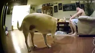Wopet