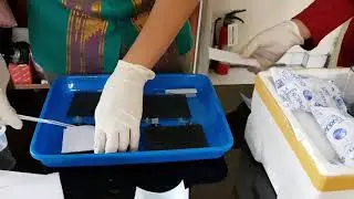 Labventure Arfiant: jalan panjang Western Blot 3 (TRANSFER)