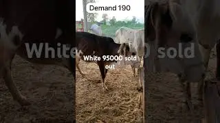 #navel #cow #cattleworld #malir #animals