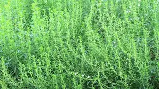 Savory Herb Benefits, Uses, and Facts #videos #savory #herbs #plantlovers #plants @Plants-World