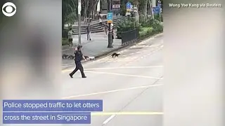 WEB EXTRA: Police Officers Stop Traffic To Let Otters Cross Street