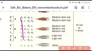 C.Genetics-Polygenic inheritance cont.....