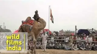 Crowd gathers to witness camel dance - Pushkar mela, Rajasthan