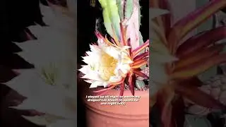 Beautiful Dragon Fruit Bloom