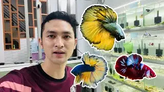 Betta Halfmoon, Samurai, Koi Galaxy 10/10 - Star Betta Shop 0382698808