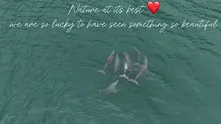 We we&rsquo;re so privileged to witness magical pod of Dolphins playing in the wild today ❤️