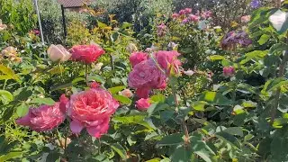 Our roses are fighting with another heatwave