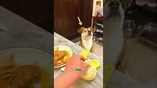 This Cute Dog Is Blind 🥹😍