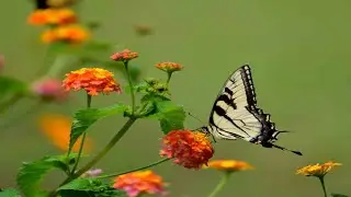 Soul Stories: Optimistic one+ hour music, Ideal for stress relief, Positive Aura, Unwind and relax