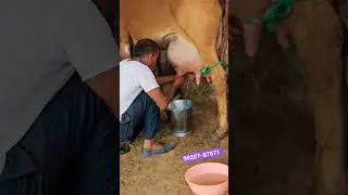 👌9928787671 Gir Cow Milking By Hand #shorts