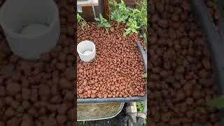 DIY Solar Aquaponics Bell Syphon System