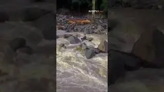 Evakuasi Menegangkan, Tim SAR Bergelantungan di Atas Sungai Deras