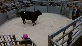 Stirling Bull sales February 2026 - Sale of Females