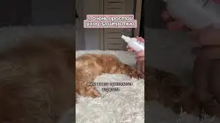 В уходе за шерстью используем WB: #271212408 Груминг-спрей 19в1