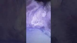 My cats Steel Soul