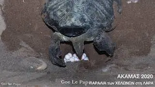 CARETTA CARETTA LAYS EGGS 2020