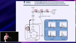 Beta-adrenergic agonist, Ractopamine, increases skeletal muscle expression of enzymes, David Brown
