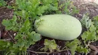 Walkthrough on our half acre farm land
