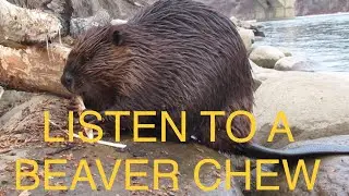Listen to a BEAVER CHEW WOOD &hellip;  Incredible Close Up Footage