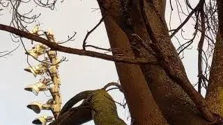 The Woodpecker and Rainbow - two great signs to see!