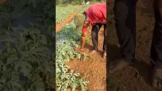 Watermelon Farming | Day 31 | 12-61 Boran and Jeans Supply| #watermelonfarming #farming